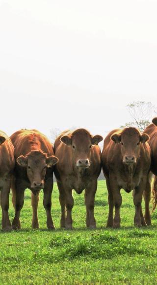 Limousin Heifers, cows in a field
